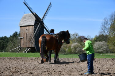 koń na polu podczas bronowania